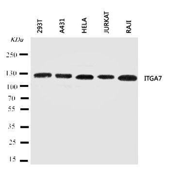 Integrin alpha-7 ITGA7 Rabbit Polyclonal Antibody