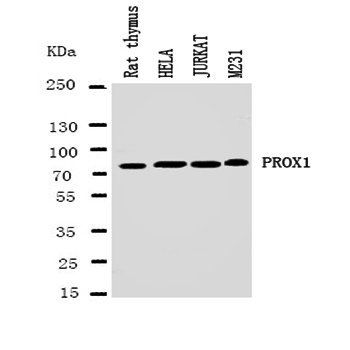 Prospero homeobox protein 1 PROX1 Rabbit Polyclonal Antibody