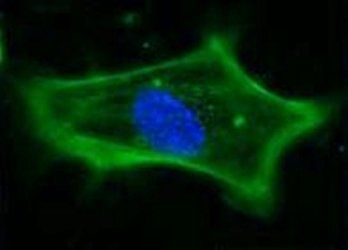 F-Actin Rabbit Polyclonal Antibody (FITC)
