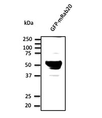 Rab20 Antibody