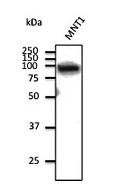 beta-Catenin Antibody