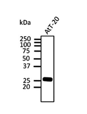 Rab3 Antibody