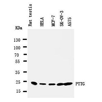 Securin/PTTG1 Rabbit Polyclonal Antibody