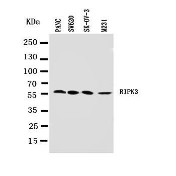 RIP3/RIPK3 Rabbit Polyclonal Antibody
