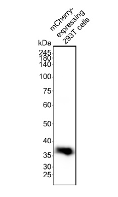 mCherry Antibody