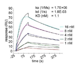 GFP and other derivatives of GFP Antibody