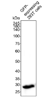 GFP and other derivatives of GFP Antibody