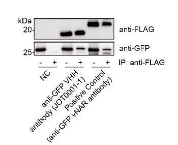 GFP and other derivatives of GFP Antibody