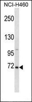 VASN Antibody (C-term)