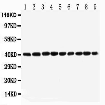 PON1 Rabbit Polyclonal Antibody