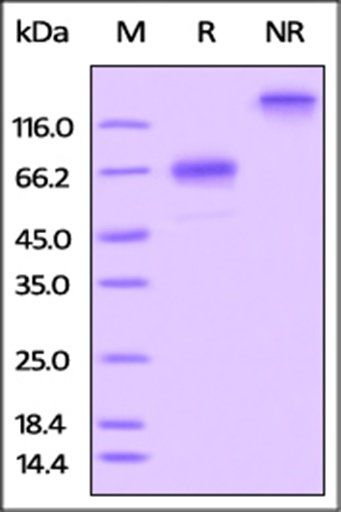 Rat OX40 Protein, Fc Tag