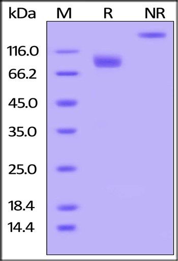 Human CD155 Protein, mFc Tag