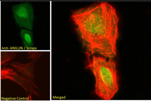 ANILLIN/Scraps (C Terminus) Antibody