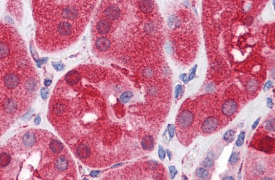 SHP2/PTPN11 Antibody