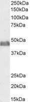 BAF53A and BAF53B Antibody