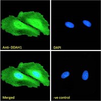 DDAH1 Antibody