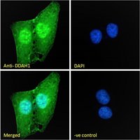 DDAH1 Antibody