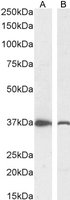 DDAH1 Antibody