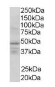 RXR gamma Antibody