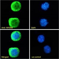 MYD88 Antibody