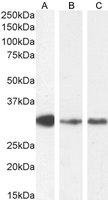 MYD88 Antibody