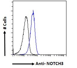 NOTCH3 Antibody