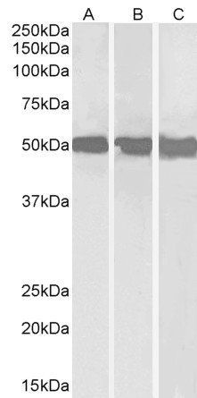 DEAD-box protein 6 Antibody
