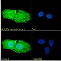 Karyopherin (importin) beta 1 Antibody