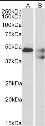 Serotonin receptor 1B/HTR1B Antibody
