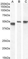 GFAP Antibody