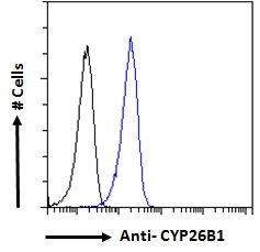 CYP26B1 Antibody