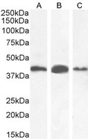 Goat anti-AMACR (aa312-326) Antibody