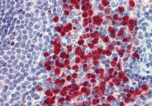 CADM4 (C Terminus) Antibody