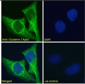 Goat anti-Clusterin / ApoJ (mouse) Antibody