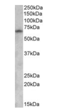 GAD1 (isoform GAD67) Antibody