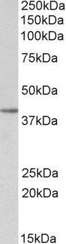 SFRP4 Antibody