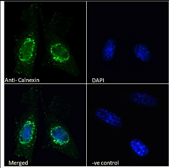Calnexin Antibody