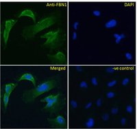 FBN1 Antibody
