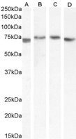 TGFBI Antibody