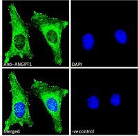 ANGPT1 Antibody