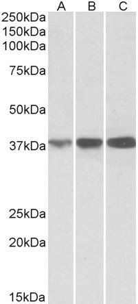 IDH3A Antibody