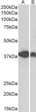 IDH3A Antibody