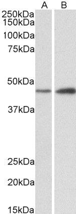 NDRG2 Antibody