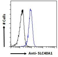 Goat anti-SLC40A1 (aa245-259) Antibody