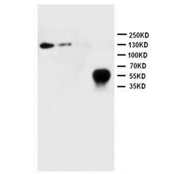 CD62L/SELL Rabbit Polyclonal Antibody