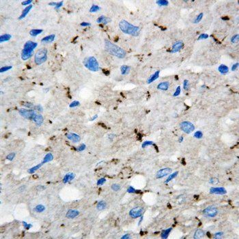 Connexin 40/GJA5 Rabbit Polyclonal Antibody