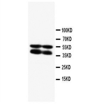 Connexin 40/GJA5 Rabbit Polyclonal Antibody