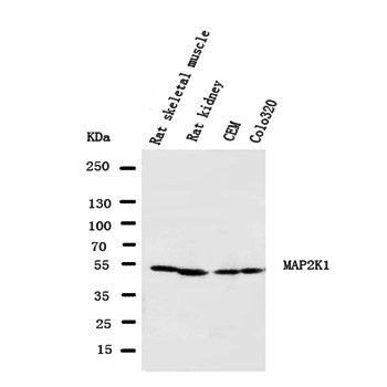 MEK1/MAP2K1 Rabbit Polyclonal Antibody