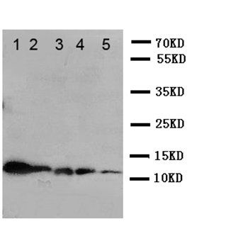 Macrophage Inflammatory Protein 1 beta/CCL4 Rabbit Polyclonal Antibody