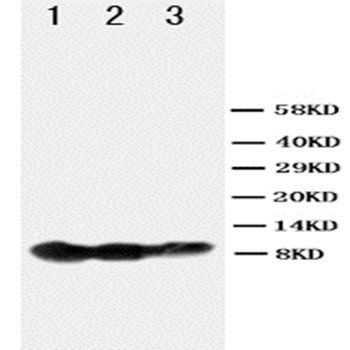 BAFF Receptor/TNFRSF13C Rabbit Polyclonal Antibody